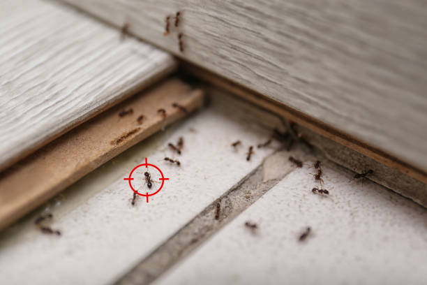 Best Affordable Pest Control Services  in Upper Arlington, OH